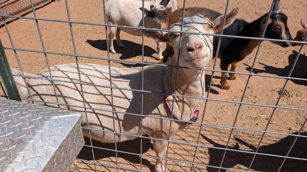 ADGA Registered Nigerian Dwarf Doe - Friendly and Healthy