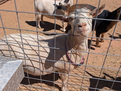 ADGA Registered Nigerian Dwarf Doe - Friendly and Healthy