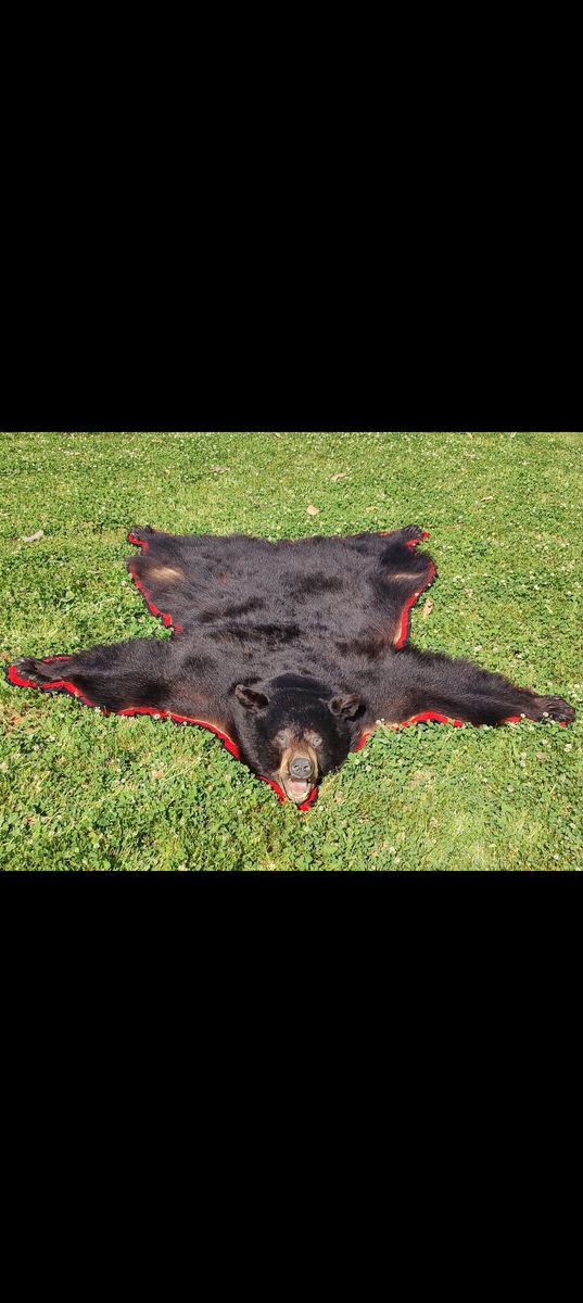 Alaskan Bear Rug