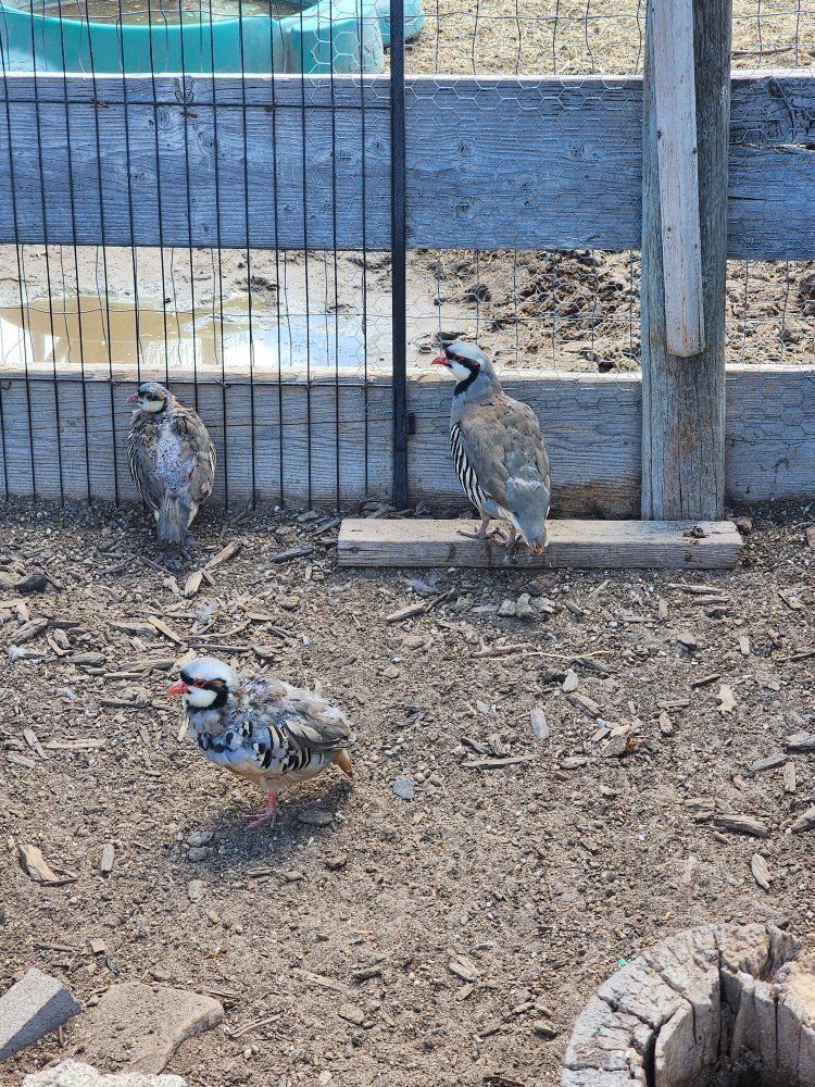 25 Hen and Cock Chukar flock