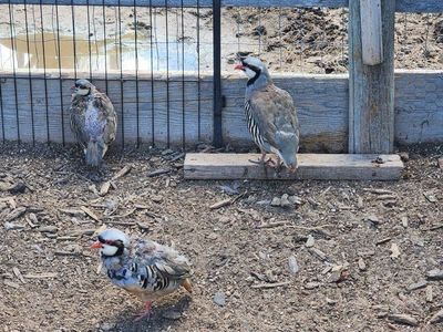 25 Hen and Cock Chukar flock