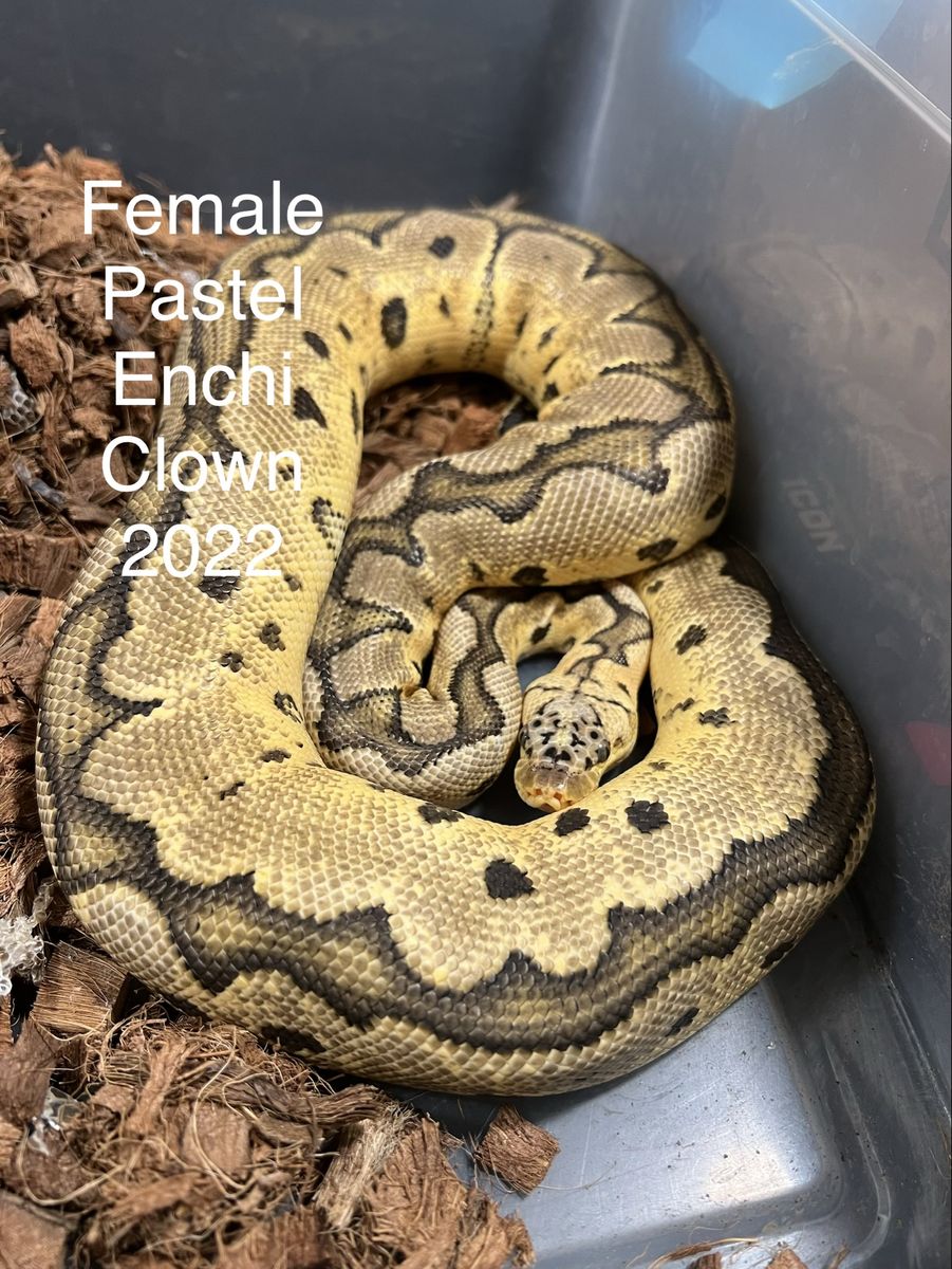 Snake collection