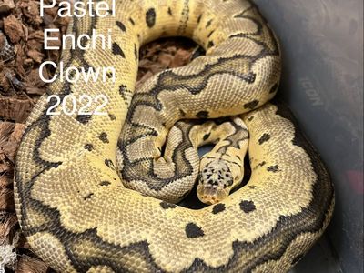 Snake collection
