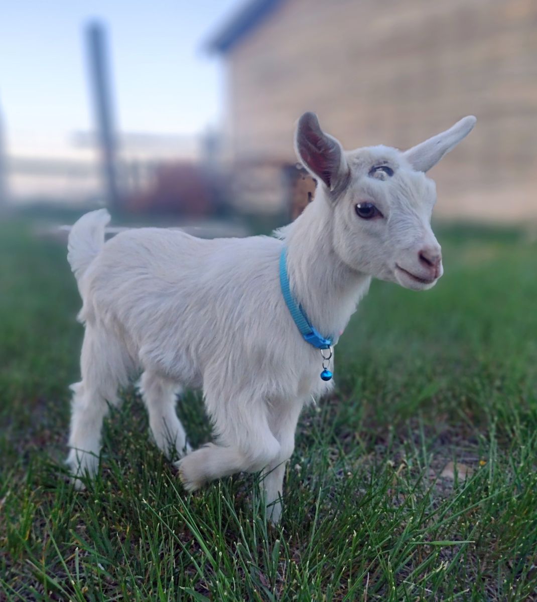 ADGA registerable bottle baby Nigerian Dwarf doeling