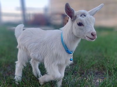 ADGA registerable bottle baby Nigerian Dwarf doeling