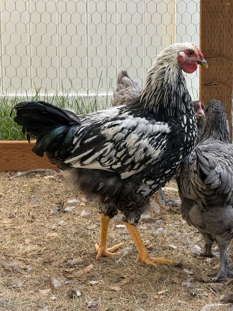 Rooster