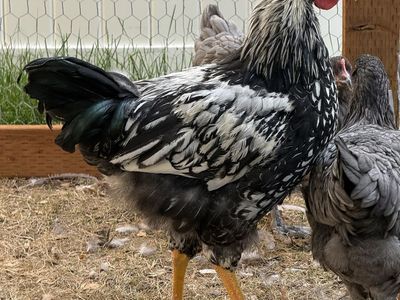 Rooster