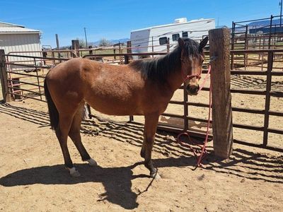 2 year old AQHA pitzer bred filly