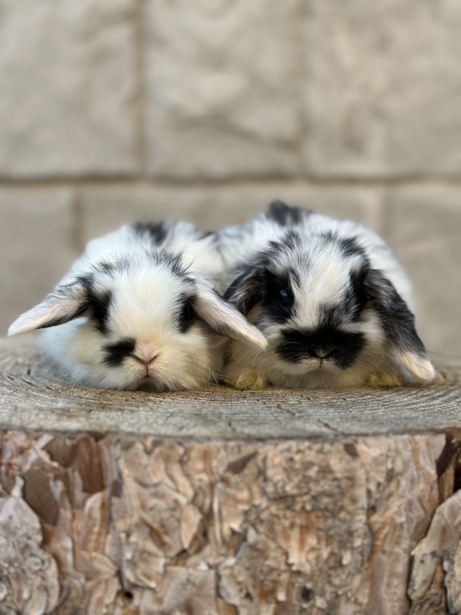 Broken Black Holland Lop Brothers