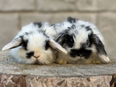 Broken Black Holland Lop Brothers