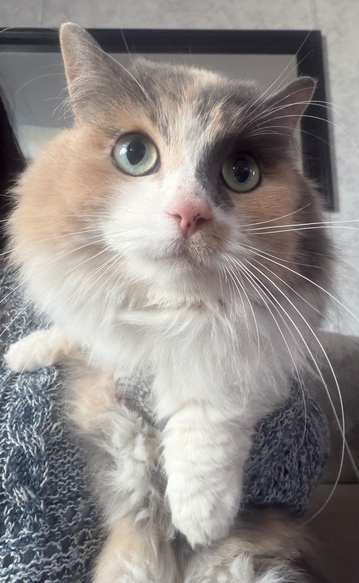 Munchkin Dwarf Female