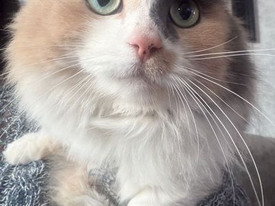 Munchkin Dwarf Female