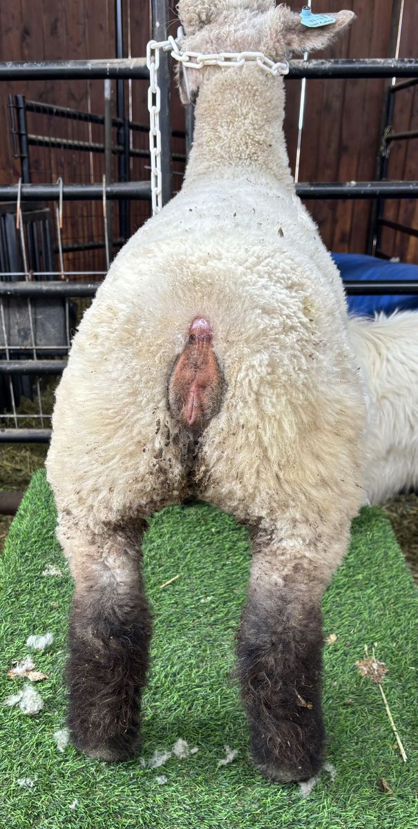 4H/FFA show Lamb projects