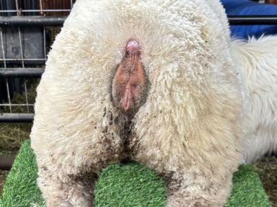 4H/FFA show Lamb projects