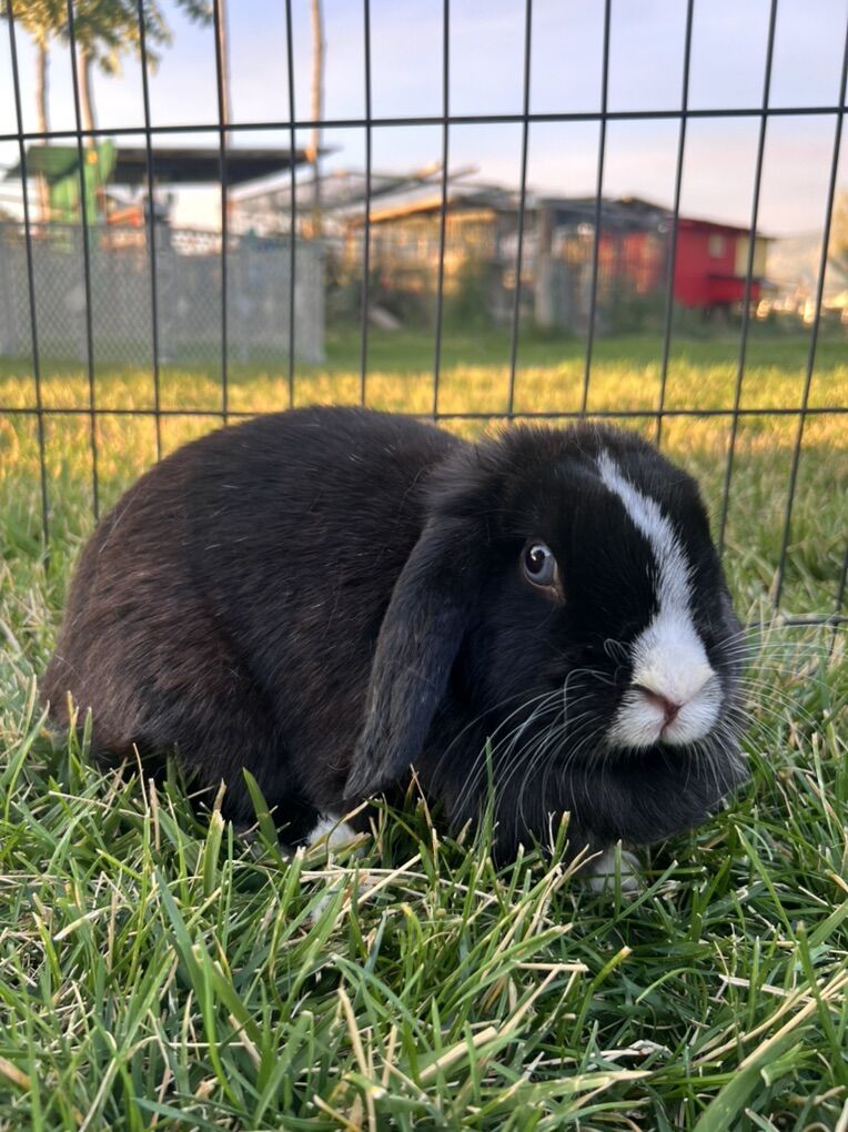 Purebred Holland Lop Doe