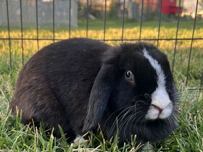 Purebred Holland Lop Doe