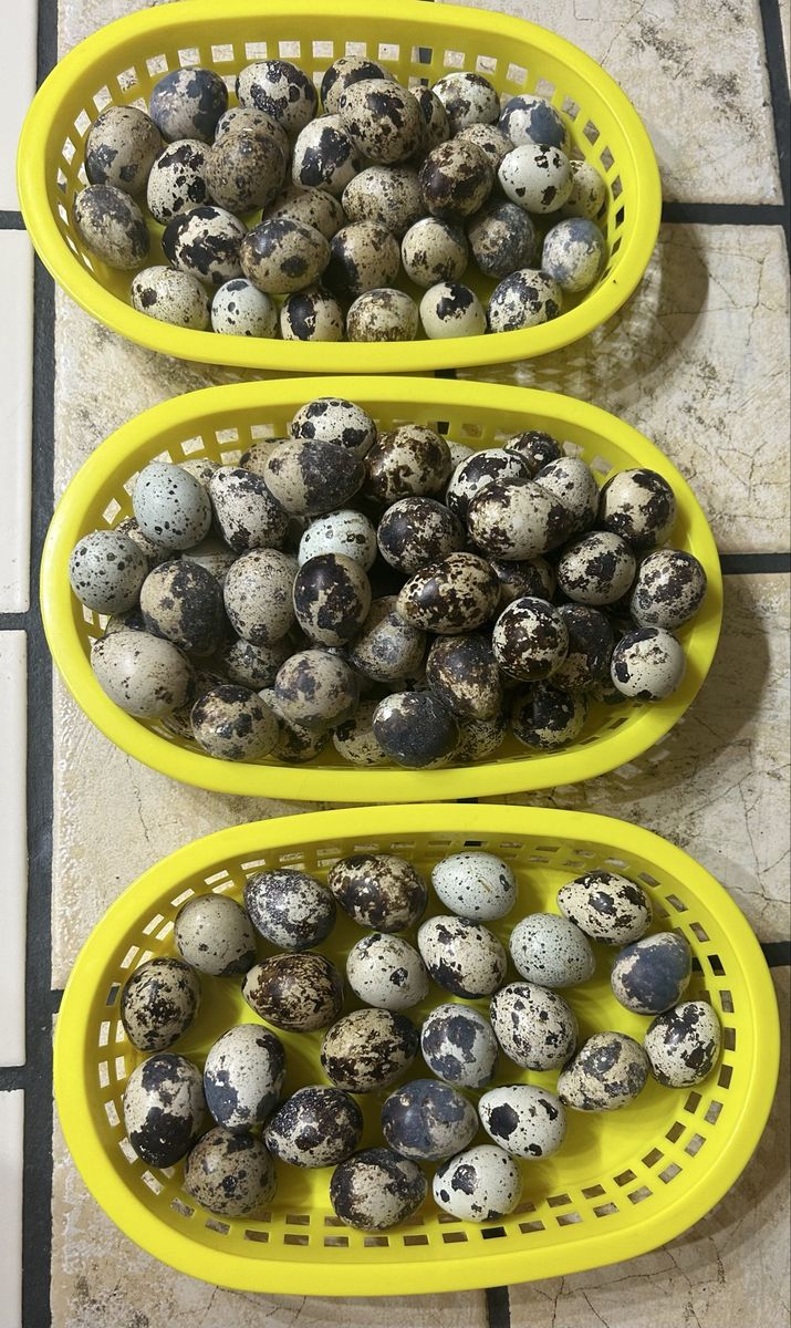 Quail eggs