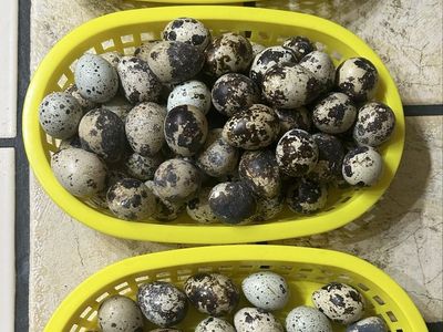 Quail eggs