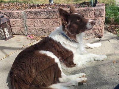 Red Border Collie Stud