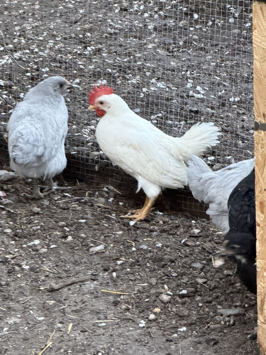 Free rooster