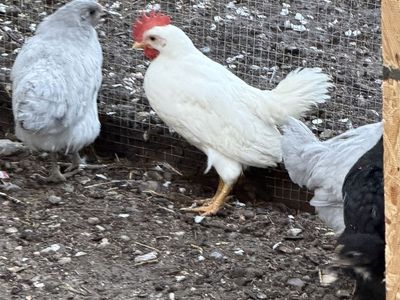 Free rooster