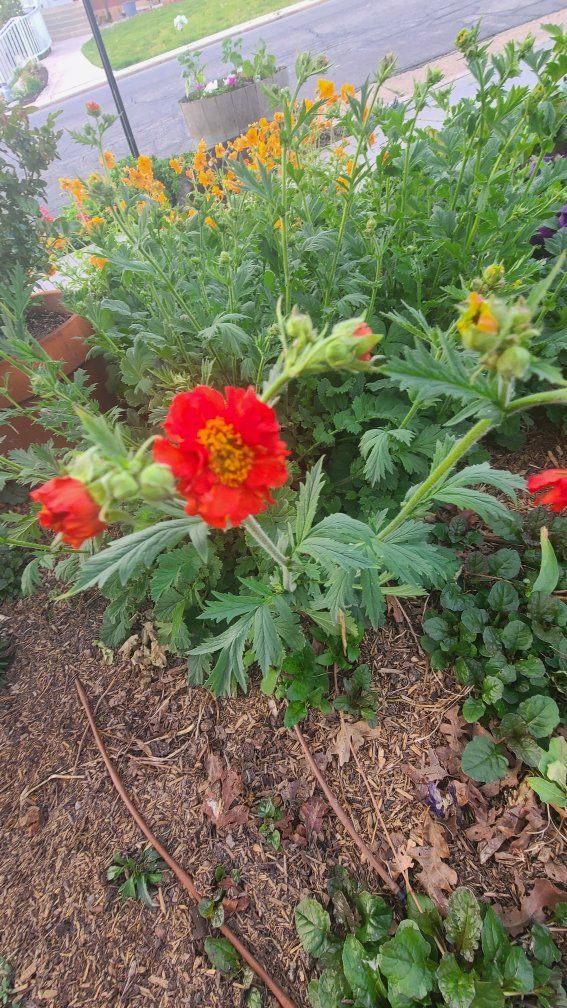 large red-orange geum avens plant flowers