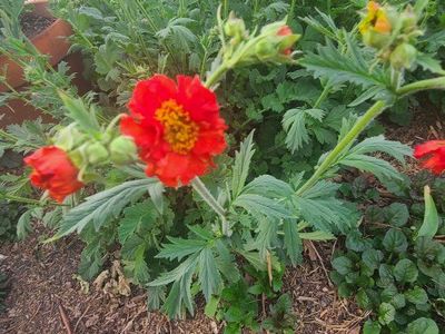 large red-orange geum avens plant flowers