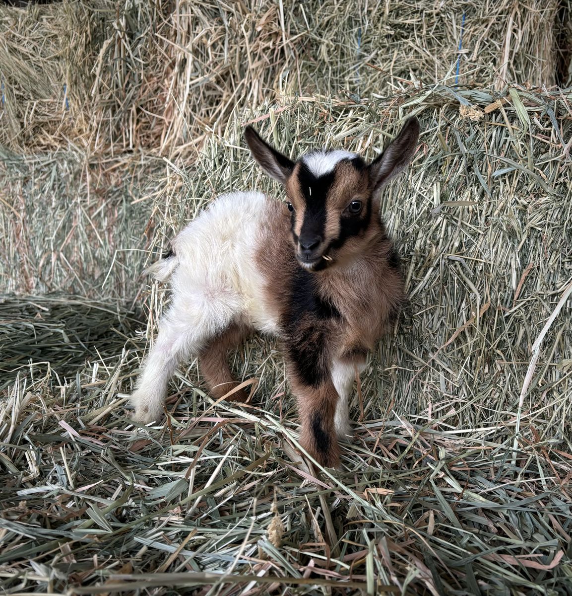 SPUNKY AND ADORABLE TRI-COLORED NIGERIAN DWARF BUCKLING