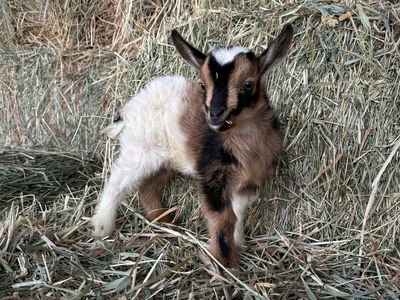 SPUNKY AND ADORABLE TRI-COLORED NIGERIAN DWARF BUCKLING