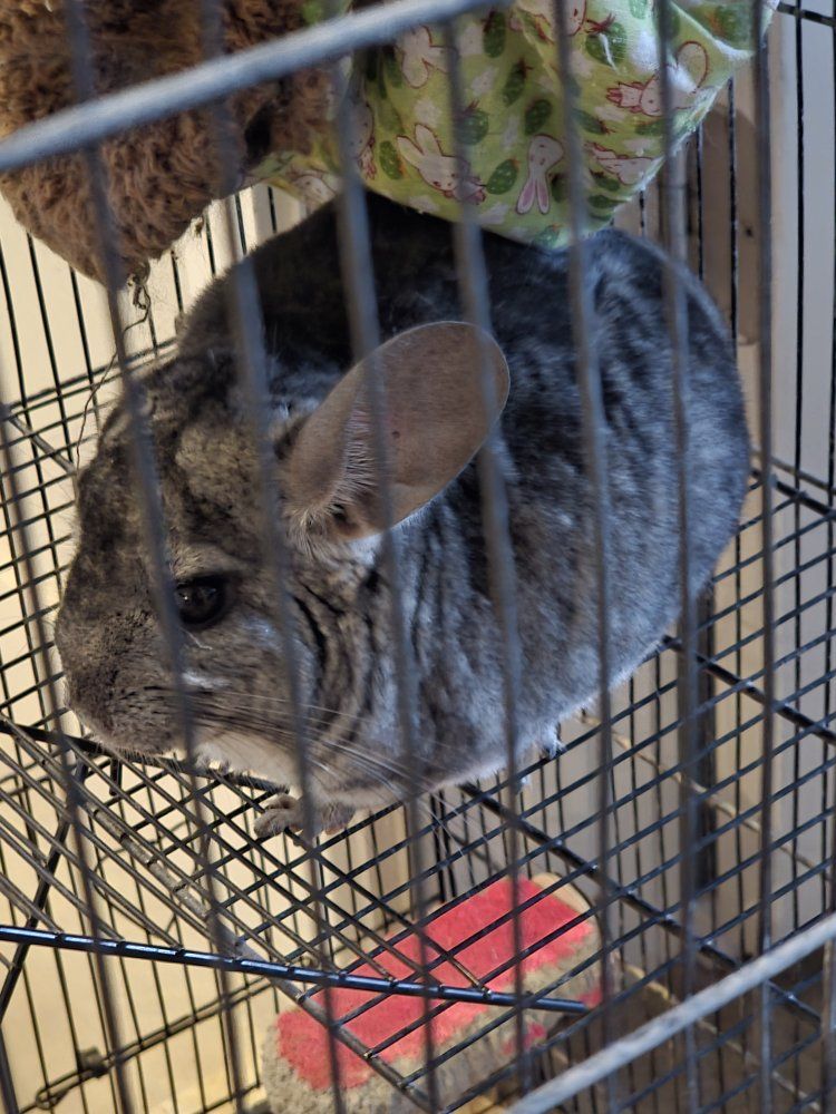 Male Chinchilla
