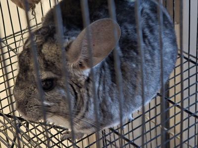 Male Chinchilla