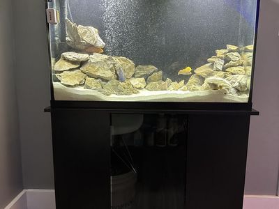 45 Gallon Aquarium Setup – Complete, Clean, Ready