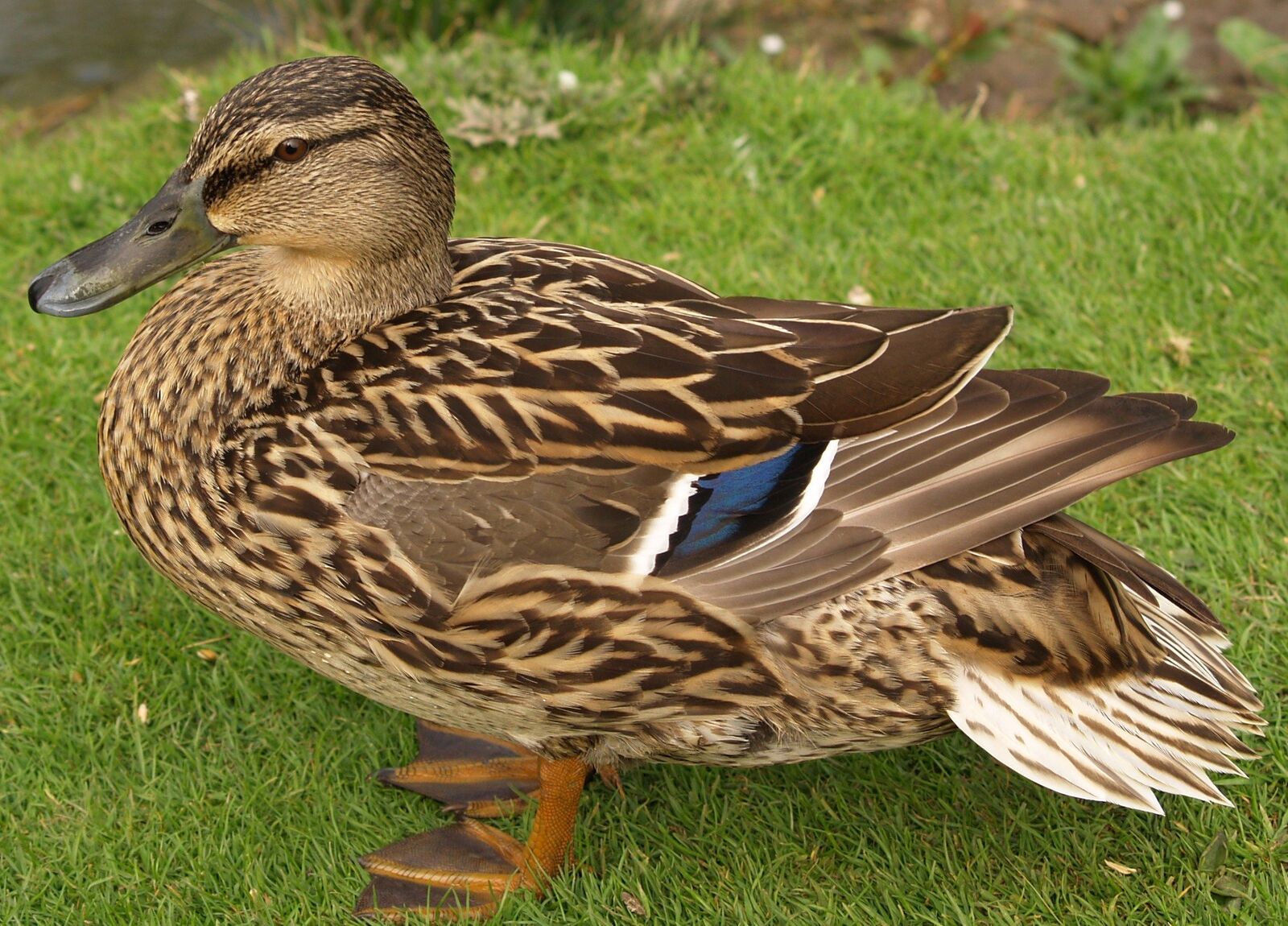 Seeking two Mallard Hens