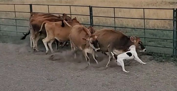 Spur registered border collie sell or trade