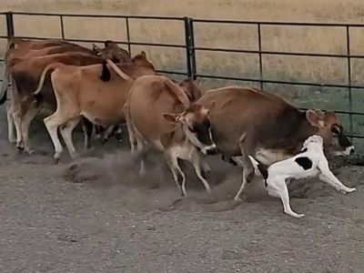 Spur registered border collie sell or trade