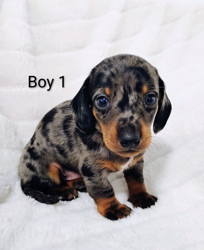 Miniature Dachshund Puppies