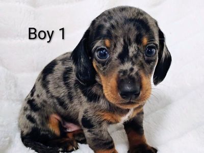 Miniature Dachshund Puppies