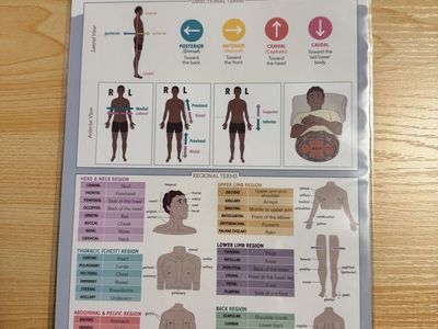Nurse in the Making Anatomy & Physiology Navigator Cheat Sheets
