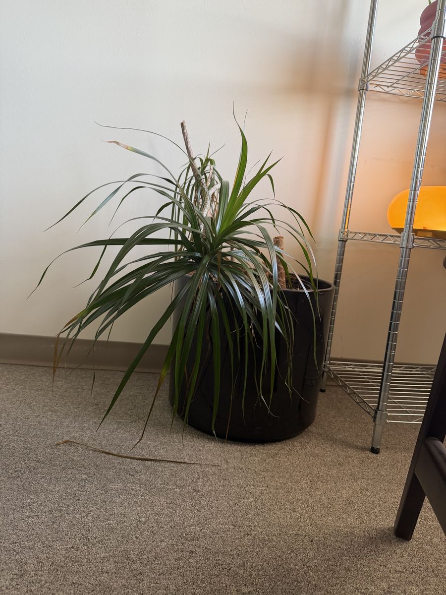 Plants-various
