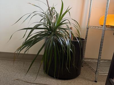 Plants-various