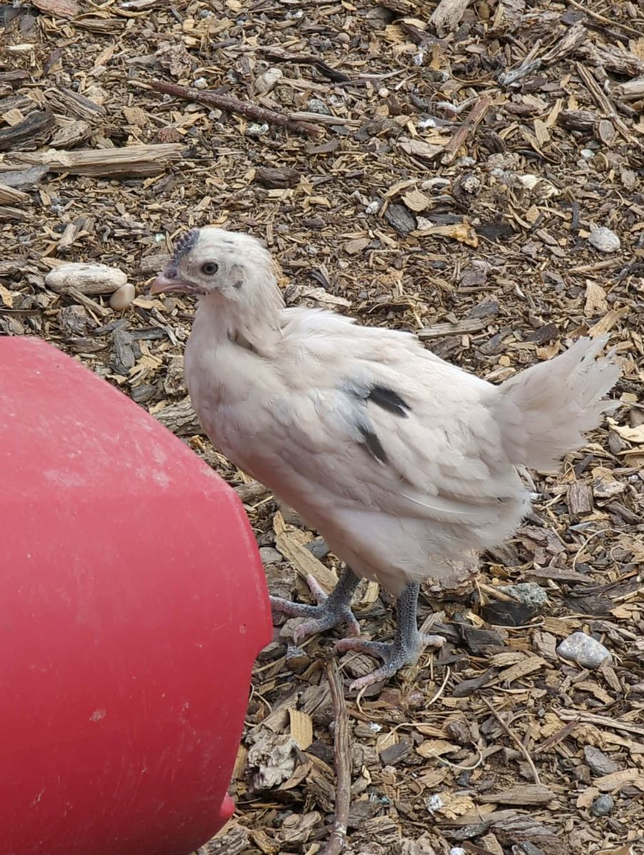 Zombie Cockerel