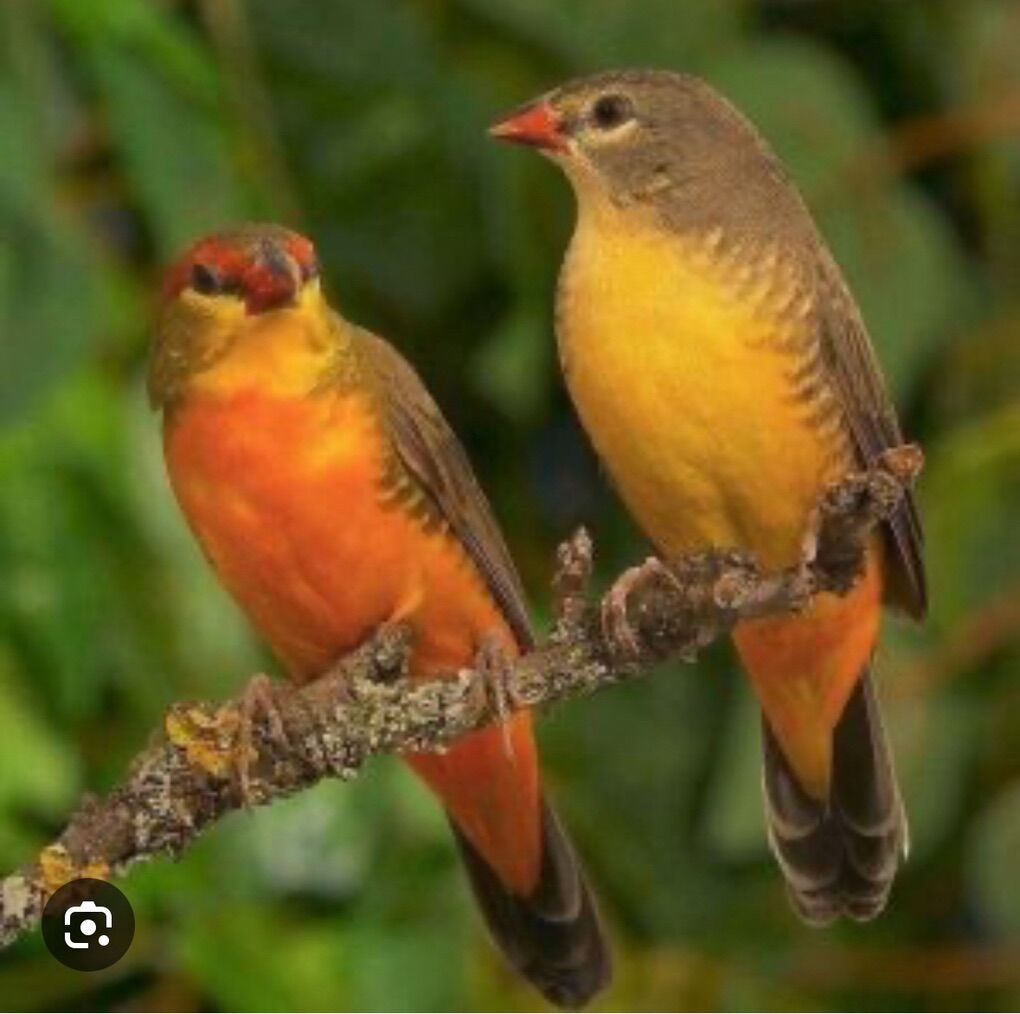 Gold Breasted Waxbill Pair