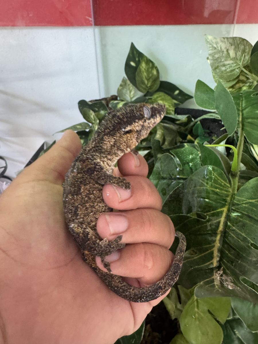 Gargoyle Gecko