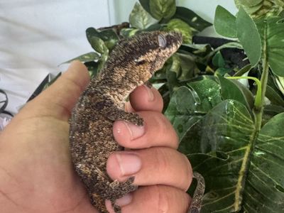 Gargoyle Gecko
