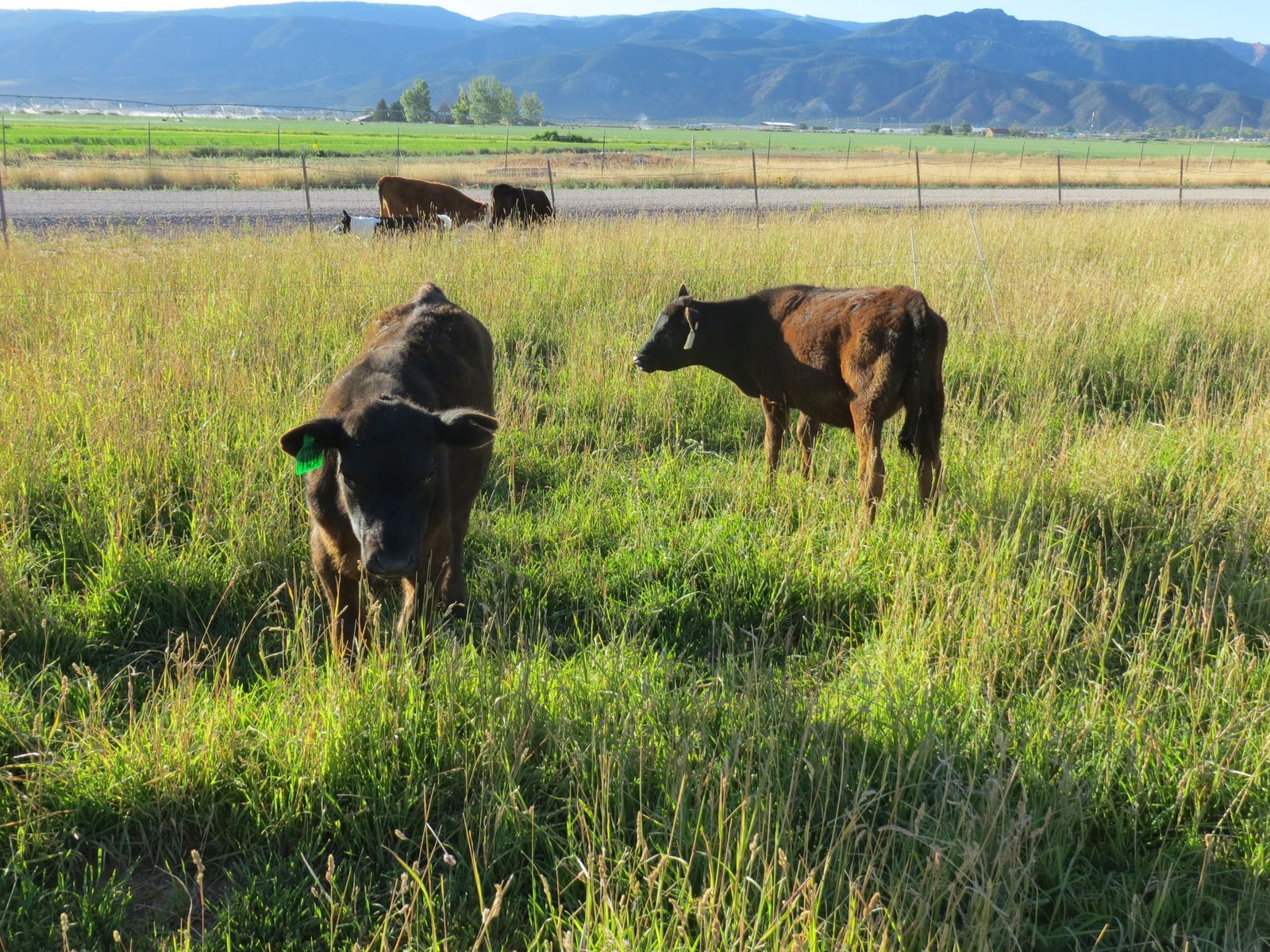 2 WEANED ANGUS PASTURE FEEDER STEERS