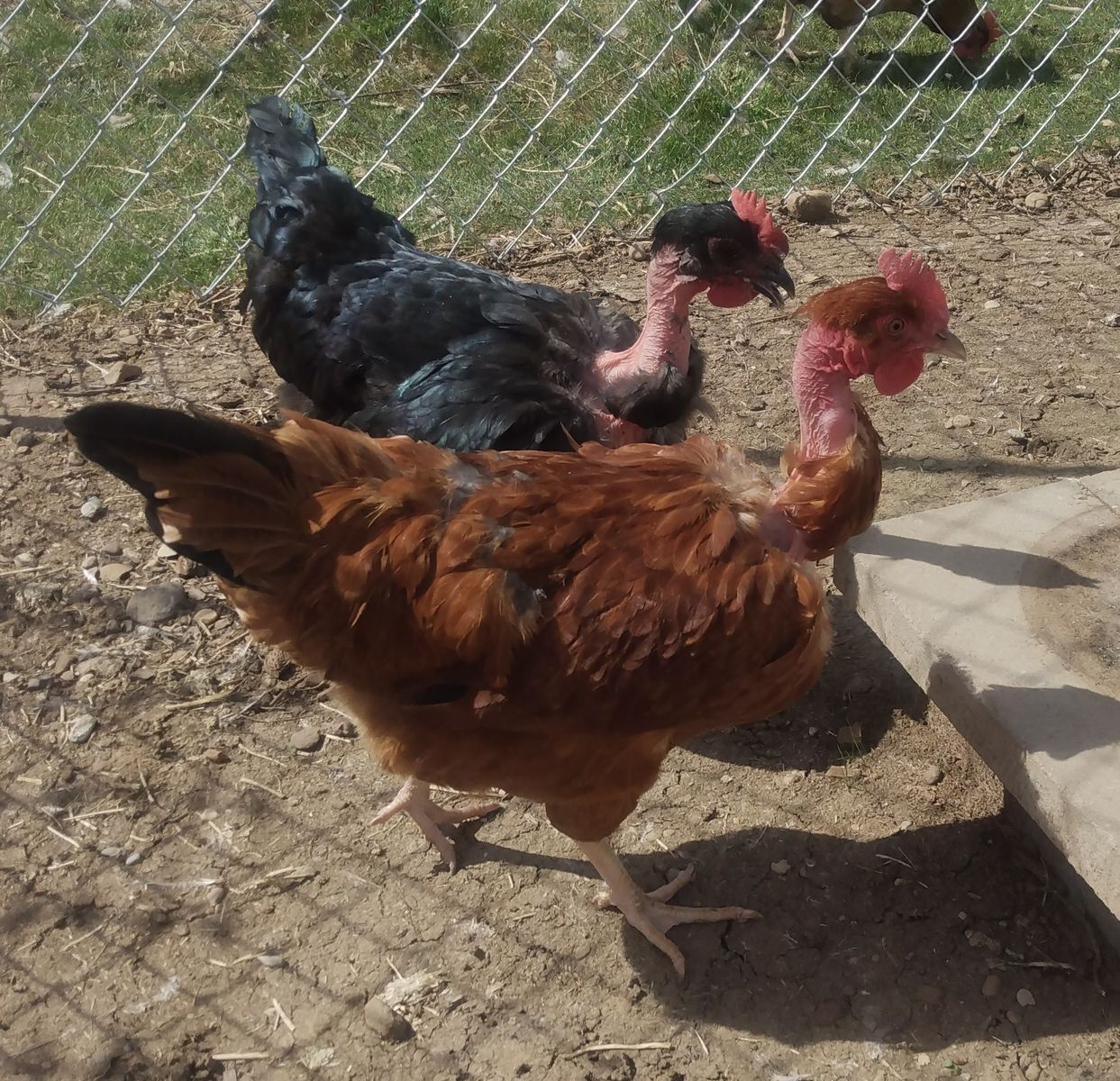 "Harry" & "Lloyd" TURKEN Hen Chickens 8 months old for Sale