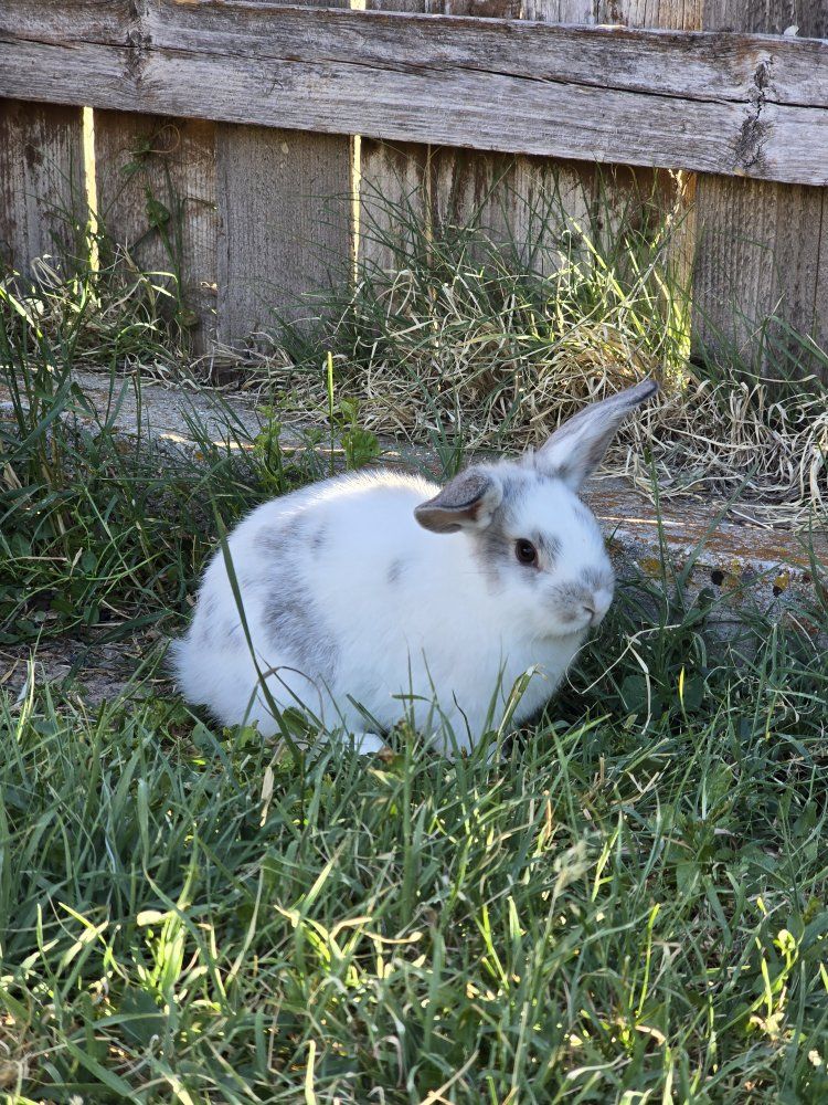 Holland Lop Mix (buck)