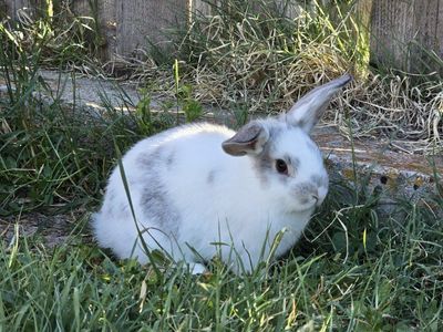 Holland Lop Mix (buck)