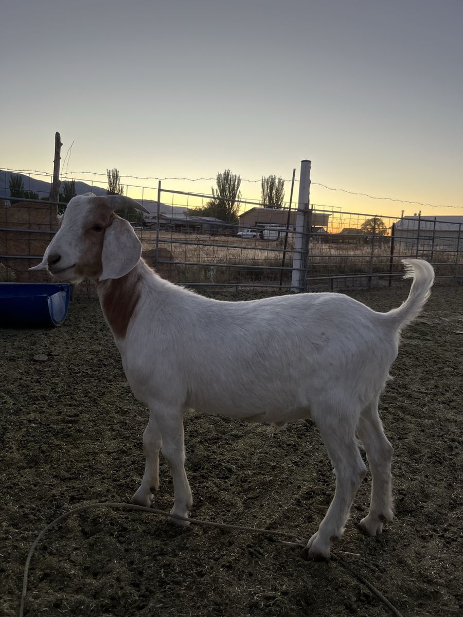 Boar for sale
