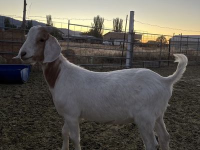 Boar for sale
